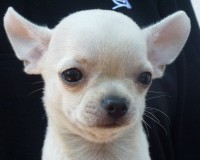 /album/greta-de-heport-can-12-05-12-pasion-de-heport-can-x-boris-de-joletacan-/p1030657web-jpg/