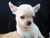 /album/greta-de-heport-can-12-05-12-pasion-de-heport-can-x-boris-de-joletacan-/p1030659web-jpg/