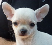 /album/greta-de-heport-can-12-05-12-pasion-de-heport-can-x-boris-de-joletacan-/p1030662web-jpg/