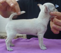 /album/greta-de-heport-can-12-05-12-pasion-de-heport-can-x-boris-de-joletacan-/p1030668web-jpg/