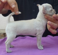 /album/greta-de-heport-can-12-05-12-pasion-de-heport-can-x-boris-de-joletacan-/p1030672web-jpg/