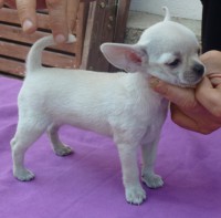 /album/greta-de-heport-can-12-05-12-pasion-de-heport-can-x-boris-de-joletacan-/p1030675web-jpg/