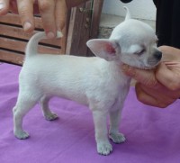 /album/greta-de-heport-can-12-05-12-pasion-de-heport-can-x-boris-de-joletacan-/p1030676web-jpg/