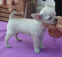 /album/greta-de-heport-can-12-05-12-pasion-de-heport-can-x-boris-de-joletacan-/p1030677web-jpg/