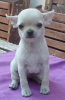 /album/greta-de-heport-can-12-05-12-pasion-de-heport-can-x-boris-de-joletacan-/p1030684web-jpg/