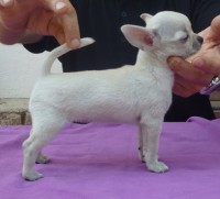 /album/greta-de-heport-can-12-05-12-pasion-de-heport-can-x-boris-de-joletacan-/p1030689web-jpg/