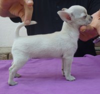 /album/greta-de-heport-can-12-05-12-pasion-de-heport-can-x-boris-de-joletacan-/p1030691web-jpg/