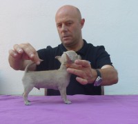 /album/gelso-de-heport-can-12-05-12-pasion-de-heport-can-x-boris-de-joletacan-/p1030575web-jpg/