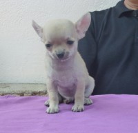 /album/gelso-de-heport-can-12-05-12-pasion-de-heport-can-x-boris-de-joletacan-/p1030533web-jpg/