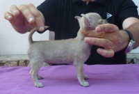 /album/gelso-de-heport-can-12-05-12-pasion-de-heport-can-x-boris-de-joletacan-/p1030539web-jpg/