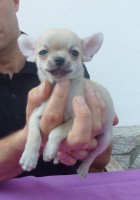 /album/gelso-de-heport-can-12-05-12-pasion-de-heport-can-x-boris-de-joletacan-/p1030553web-jpg/