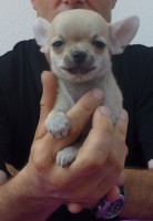 /album/gelso-de-heport-can-12-05-12-pasion-de-heport-can-x-boris-de-joletacan-/p1030561web-jpg/