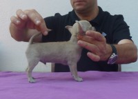 /album/gelso-de-heport-can-12-05-12-pasion-de-heport-can-x-boris-de-joletacan-/p1030573web-jpg/