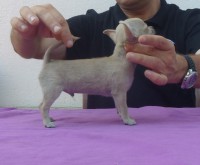 /album/gelso-de-heport-can-12-05-12-pasion-de-heport-can-x-boris-de-joletacan-/p1030574web-jpg/