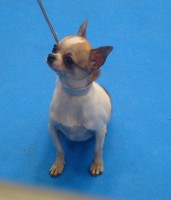 /album/shanoa-de-los-reyes-del-nueve-23-04-2011-/p1020486web-jpg/