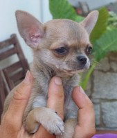 /album/prince-de-heport-can-the-sound-of-silence-de-joletacan-/p1030632web-jpg/