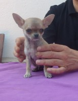 /album/prince-de-heport-can-the-sound-of-silence-de-joletacan-/p1030607web-jpg/