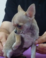 /album/prince-de-heport-can-the-sound-of-silence-de-joletacan-/p1030614web-jpg/