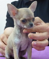 /album/prince-de-heport-can-the-sound-of-silence-de-joletacan-/p1030616web-jpg/