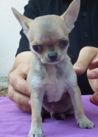 /album/prince-de-heport-can-the-sound-of-silence-de-joletacan-/p1030618web-jpg/