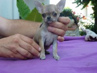 /album/prince-de-heport-can-the-sound-of-silence-de-joletacan-/p1030625web-jpg/