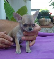 /album/prince-de-heport-can-the-sound-of-silence-de-joletacan-/p1030626web-jpg/