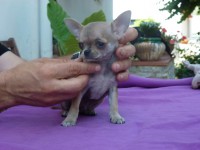 /album/prince-de-heport-can-the-sound-of-silence-de-joletacan-/p1030627web-jpg/