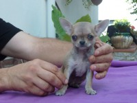 /album/prince-de-heport-can-the-sound-of-silence-de-joletacan-/p1030628web-jpg/