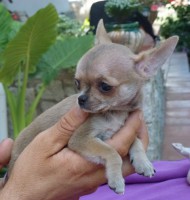 /album/prince-de-heport-can-the-sound-of-silence-de-joletacan-/p1030629web-jpg/