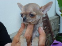 /album/prince-de-heport-can-the-sound-of-silence-de-joletacan-/p1030630web-jpg/